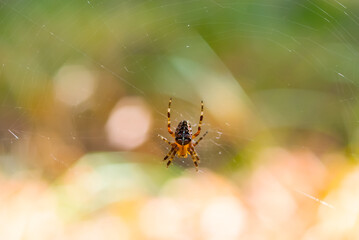 closeup spider sit on a web in forest, wild animal background