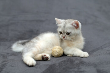 British shorthair kitten. Animal background.