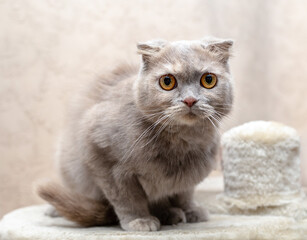 British shorthair lilac cat. Animal background.