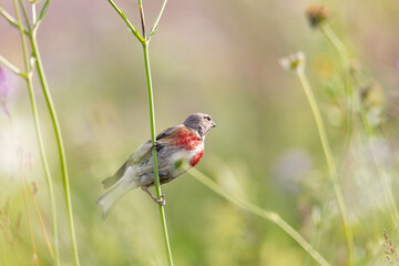 common linnet