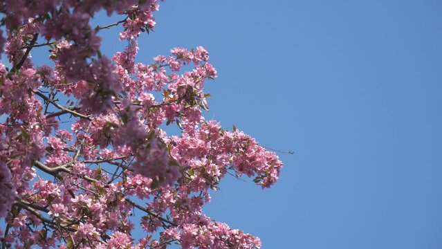 A low angle view of blossoming pink tree branches.