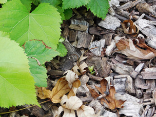 Green foliage and wood chips.