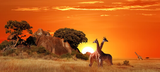 Giraffes in the African savanna at sunset. Serengeti National Park. Tanzania. Africa. Banner format. - obrazy, fototapety, plakaty