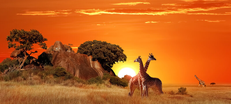 Giraffes in the African savanna at sunset. Serengeti National Park. Tanzania. Africa. Banner format.