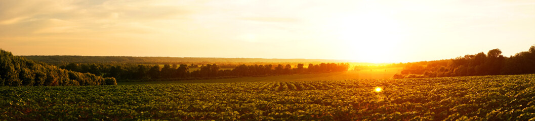 Panoramic view of the sunset in the field, Ukraine - 515450978