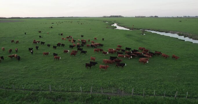 aerial view of a beautiful sunset with the cows running through the pasture.