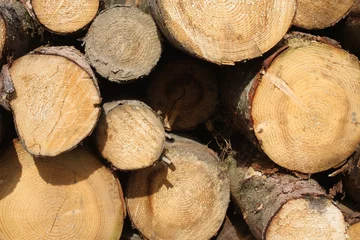Foto auf Leinwand Vers gekapt hout op een stapel. © Eli Steeman/Wirestock Creators