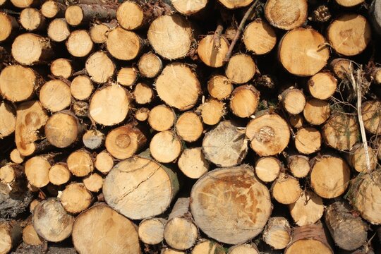 Vers gekapt hout op een stapel.