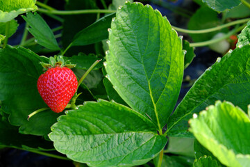 Ripe juicy strawberries in the summer garden.