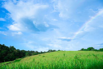 Fototapeta na wymiar Bright rainbow column over a green field and forest. Rainbow after the rain. Summer landscape.Dry Evergreen forrest with rainbow after a rain.Beautiful sky with cloudy.nice background panorama views.