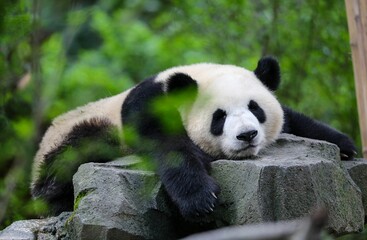 Closeup of an adorable panda lying on a big rock in the forest