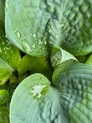water drops on a green leaf