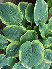 costa leaves with drops of water
