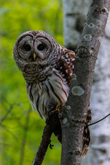 Close up of a Barred Owl (Strix varia) during spring / summer perched on a tree limb looking for prey. Selective focus, background blur and foreground blur 
