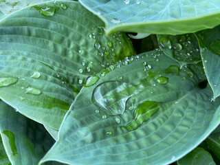 leaf with drops