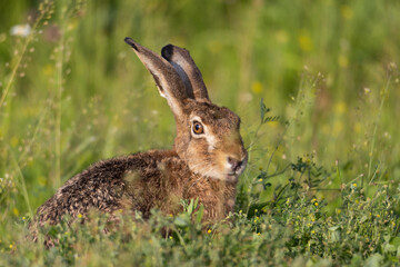 rabbit in the grass