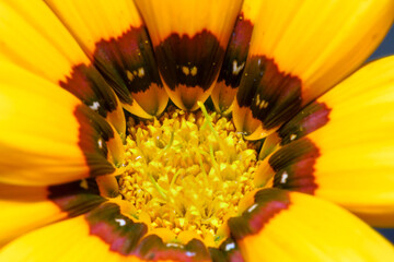 A close-up photo of a yellow rudbeckia flower on a dark background