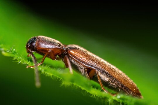 Closeup of a click beetle or snapping beetle on a green leaf at Main Botanical Garden in Moscow