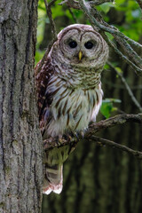 Close up of a Barred Owl (Strix varia) during spring / summer perched on a tree limb looking for prey. Selective focus, background blur and foreground blur 
