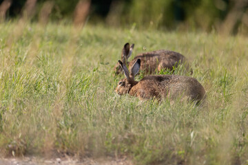 rabbit in the grass