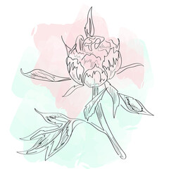 Flower plant linear illustration flat watercolor illustration