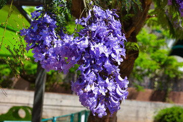 A blooming purple Jacaranda in a city park. Raanana, Israel.