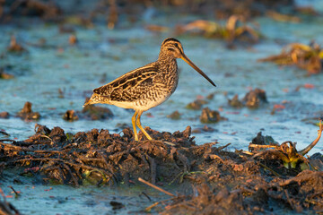 Bécassine des marais, .Gallinago gallinago, Common Snipe