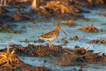 Bécassine des marais, .Gallinago gallinago, Common Snipe
