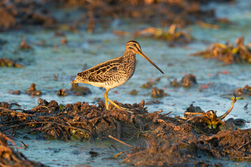 Bécassine des marais, .Gallinago gallinago, Common Snipe