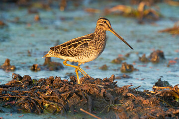 Bécassine des marais, .Gallinago gallinago, Common Snipe