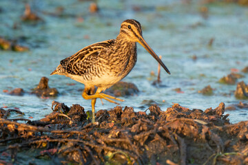 Bécassine des marais, .Gallinago gallinago, Common Snipe