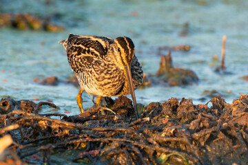 Bécassine des marais, .Gallinago gallinago, Common Snipe