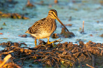Bécassine des marais, .Gallinago gallinago, Common Snipe