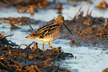 Bécassine des marais, .Gallinago gallinago, Common Snipe