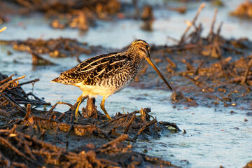 Bécassine des marais, .Gallinago gallinago, Common Snipe