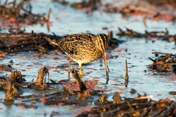 Bécassine des marais, .Gallinago gallinago, Common Snipe