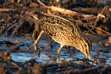 Bécassine des marais, .Gallinago gallinago, Common Snipe