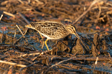 Bécassine des marais, .Gallinago gallinago, Common Snipe