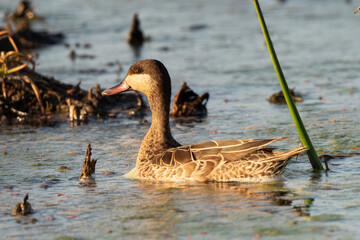 Canard à bec rouge, .Anas erythrorhyncha, Red billed Teal