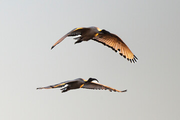 Ibis sacré,.Threskiornis aethiopicus, African Sacred Ibis