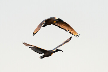 Ibis sacré,.Threskiornis aethiopicus, African Sacred Ibis