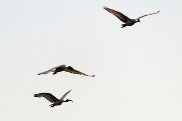 Ibis sacré,.Threskiornis aethiopicus, African Sacred Ibis