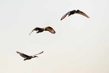 Ibis sacré,.Threskiornis aethiopicus, African Sacred Ibis
