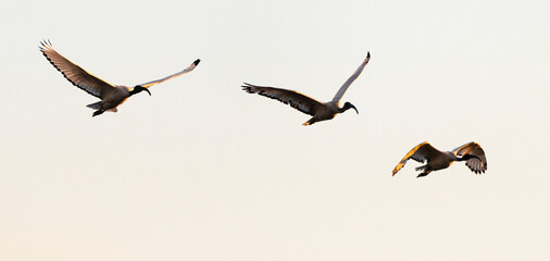 Ibis sacré,.Threskiornis aethiopicus, African Sacred Ibis