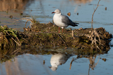 Mouette à tête grise,.Chroicocephalus cirrocephalus, Grey headed Gull