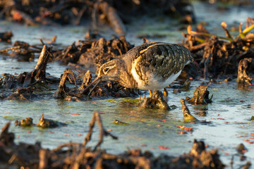 Rhynchée peinte, Bécassine peinte,.Rostratula benghalensis , Greater Painted snipe