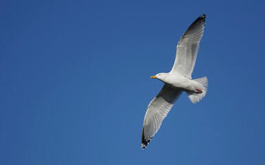 A low angle shot of a herring gull in flight in a blue sky. 