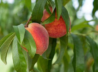 Two Ripe Peaches Hanging On Tree