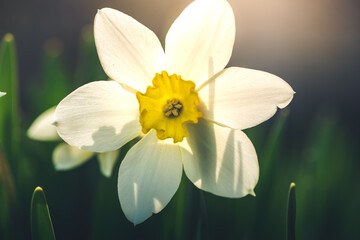 beautiful spring flowers white daffodils outdoors