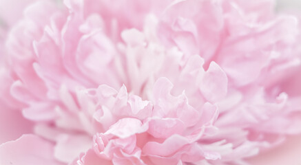 Pink peony flower petals. Soft focus. Abstract floral background for holiday brand design